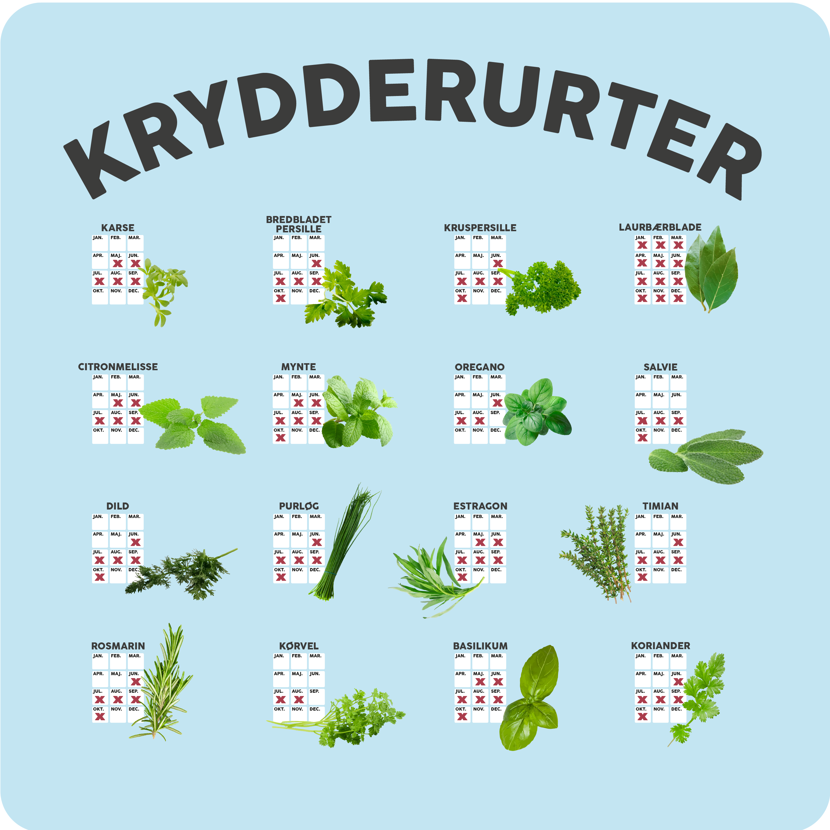 Krydderurter