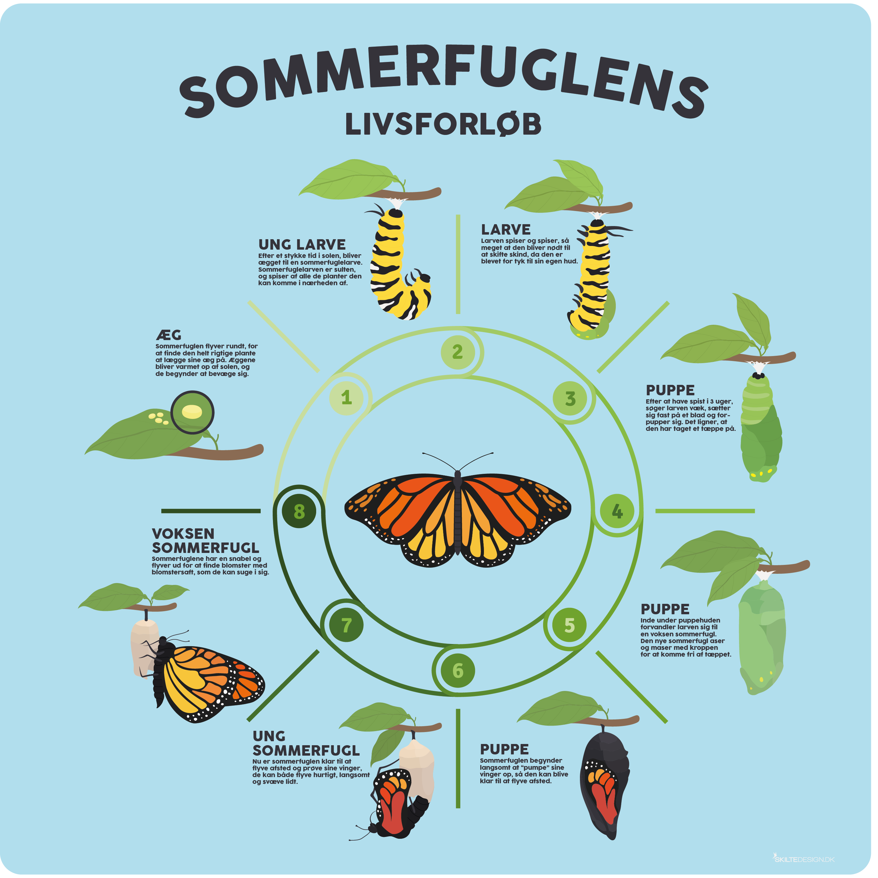 Sommerfuglens livsforlb