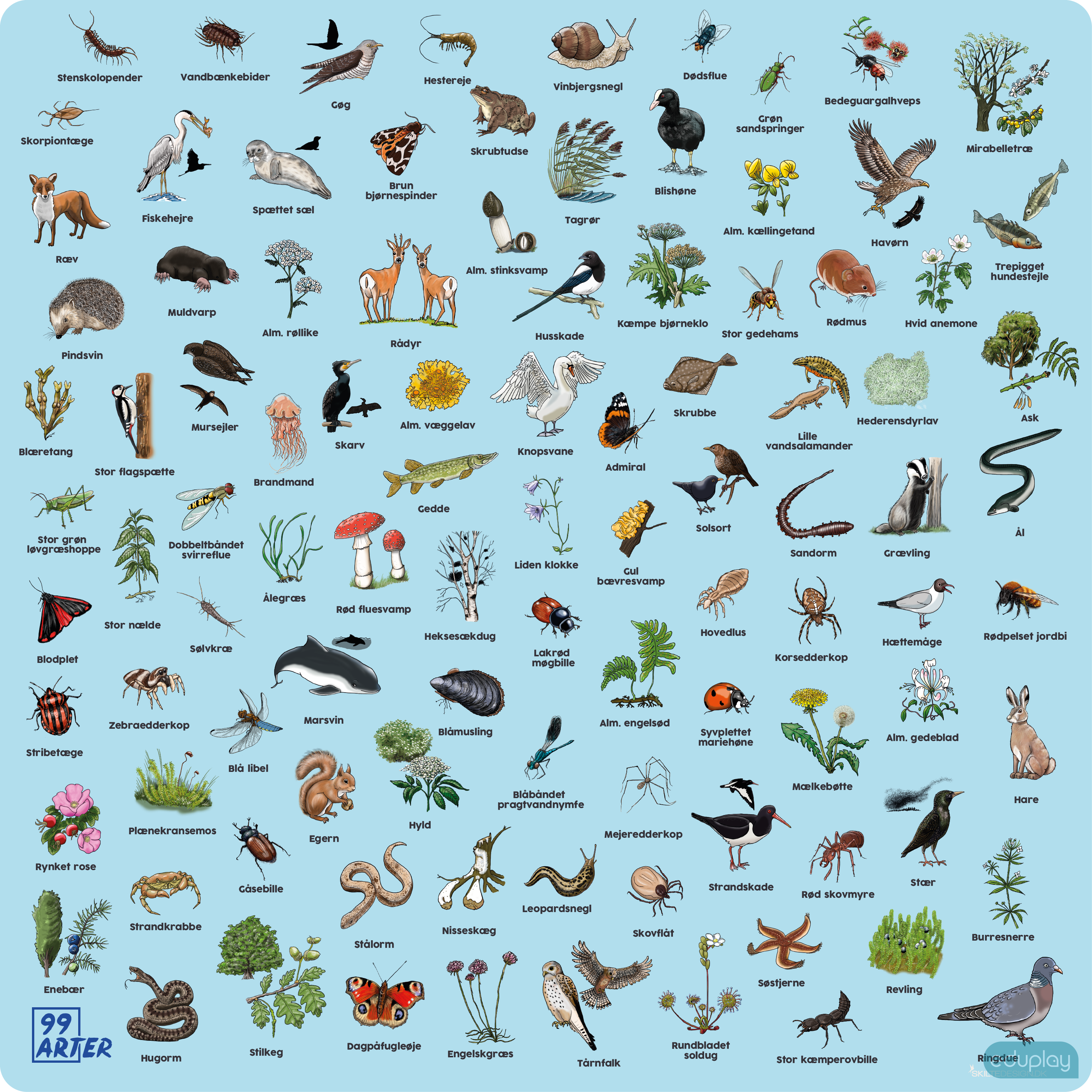 99 arter