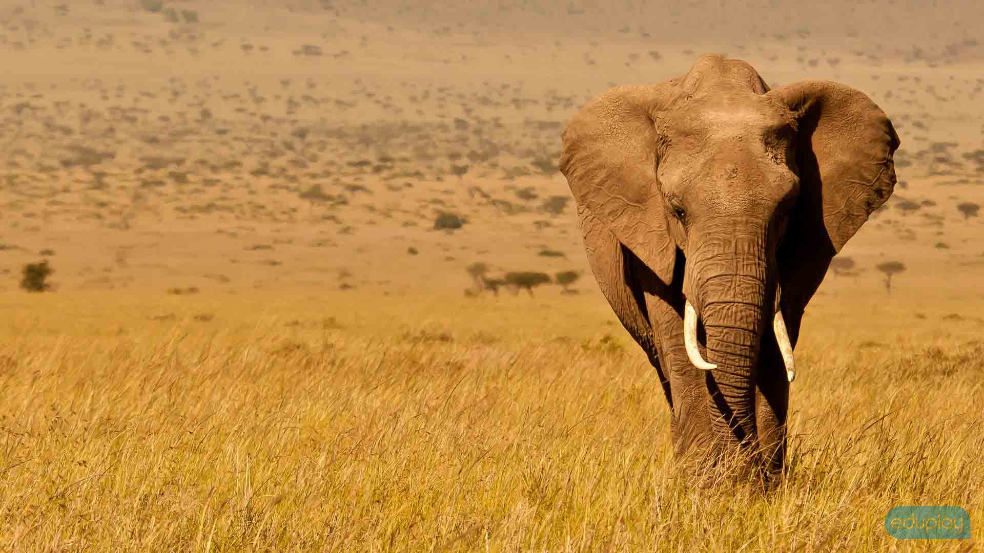  Afrika med elefant - vgfolie