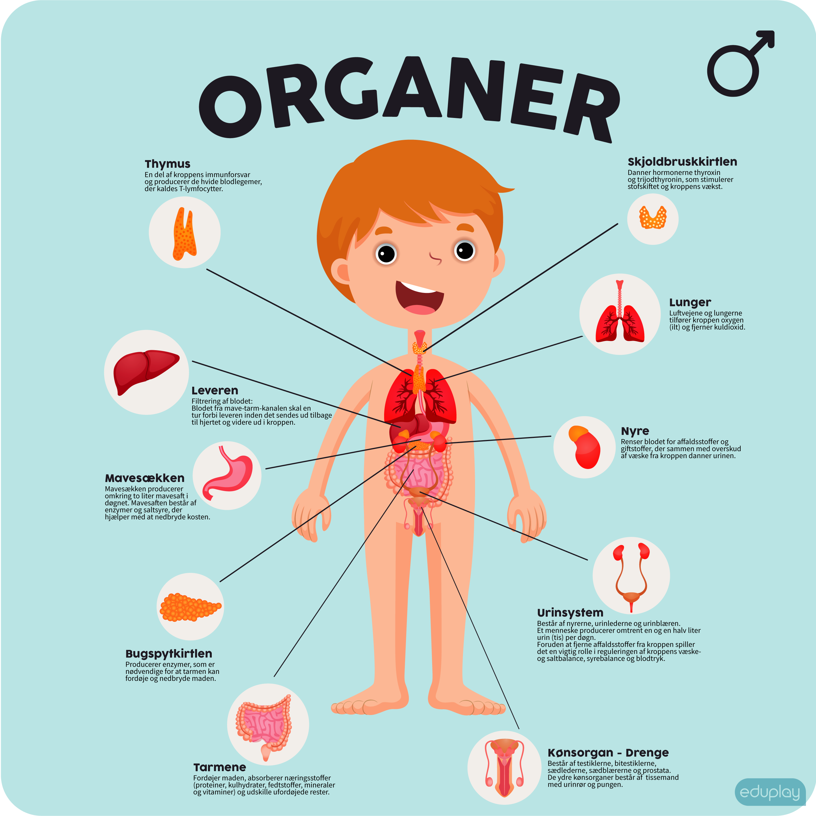 Organer dreng