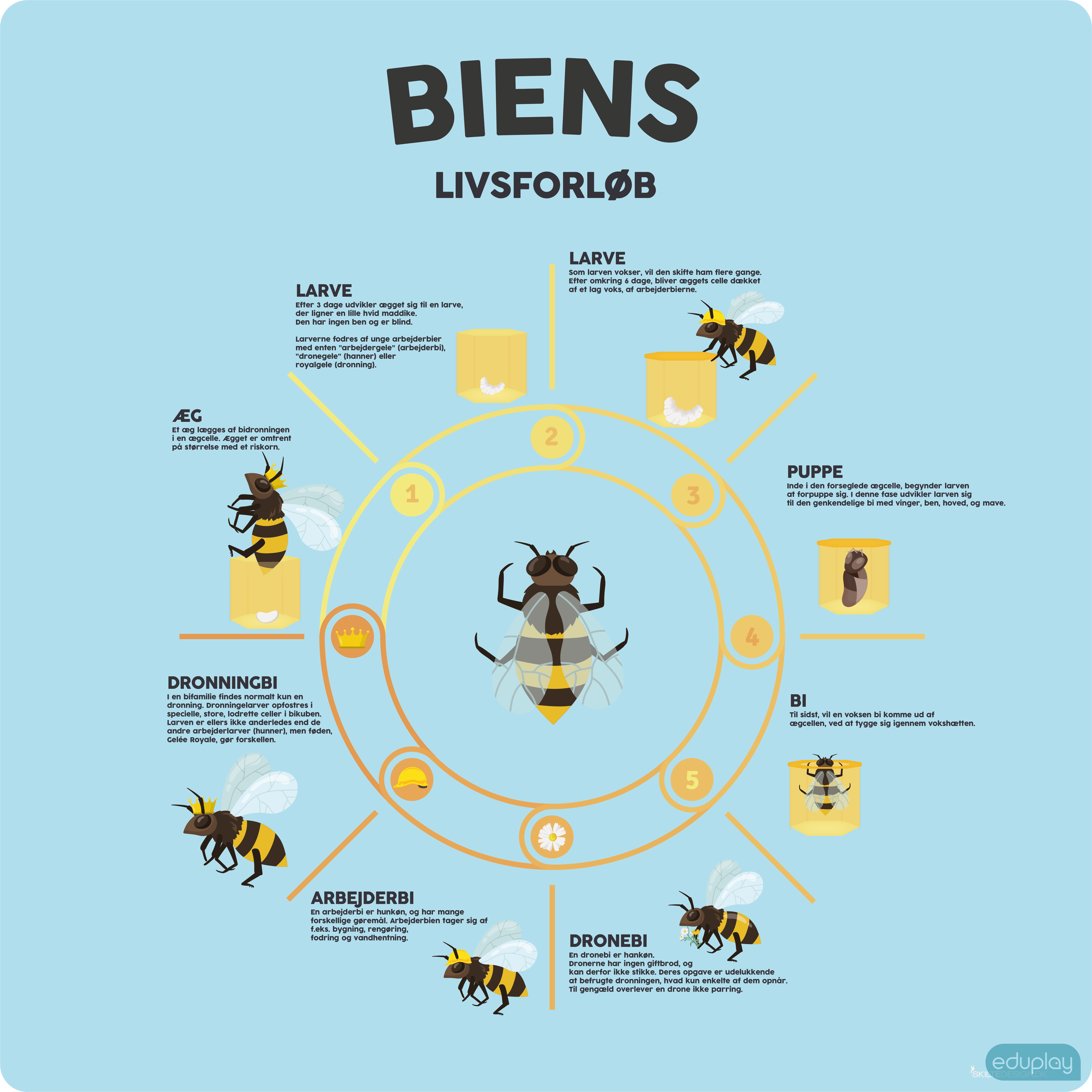 Biens livsforlb