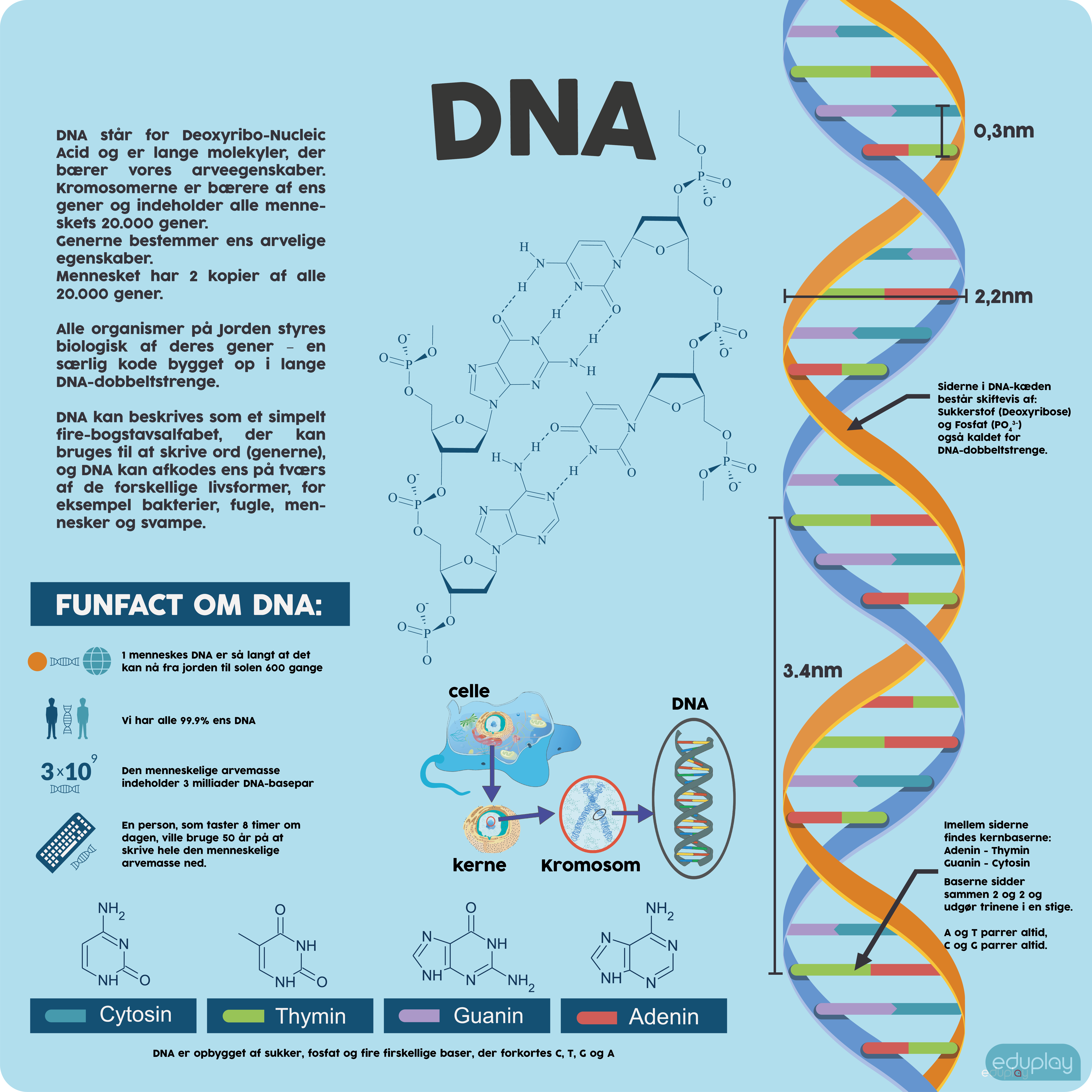 DNA