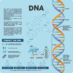 DNA
