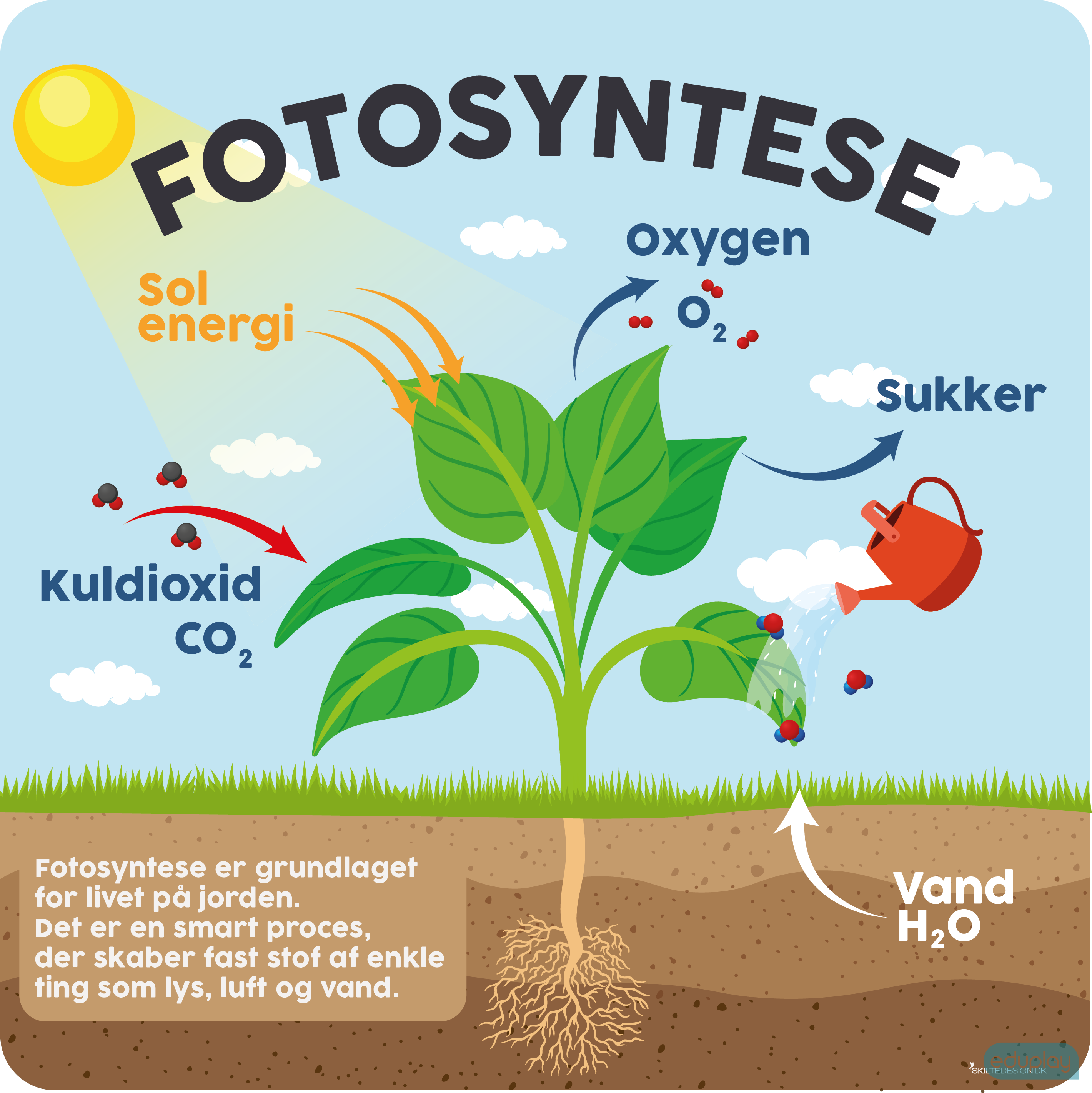 Fotosyntese