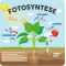 Fotosyntese