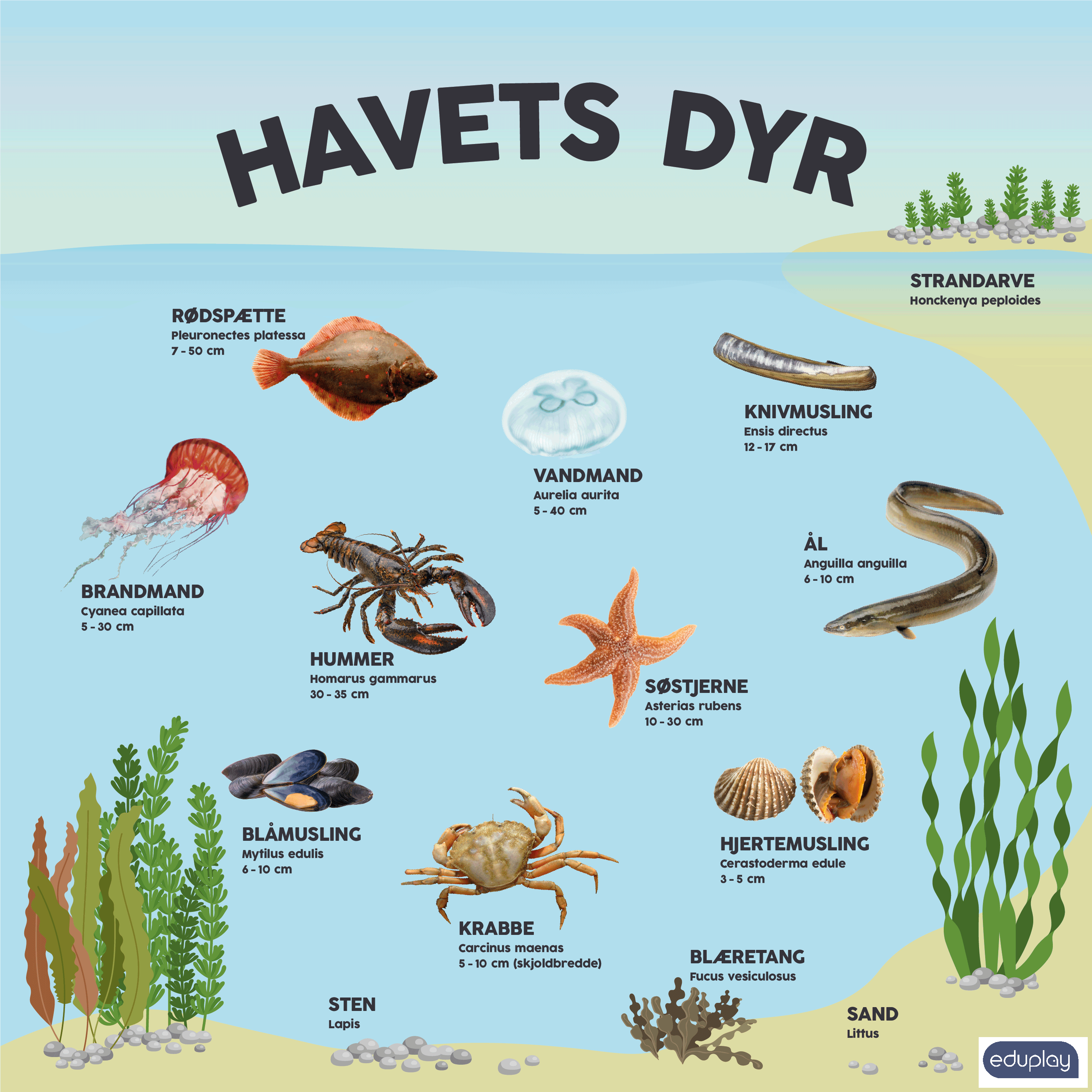 Havets dyr