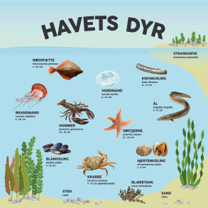 Havets dyr