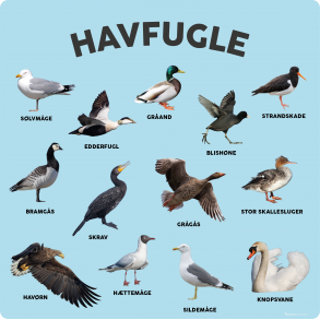 Havfugle