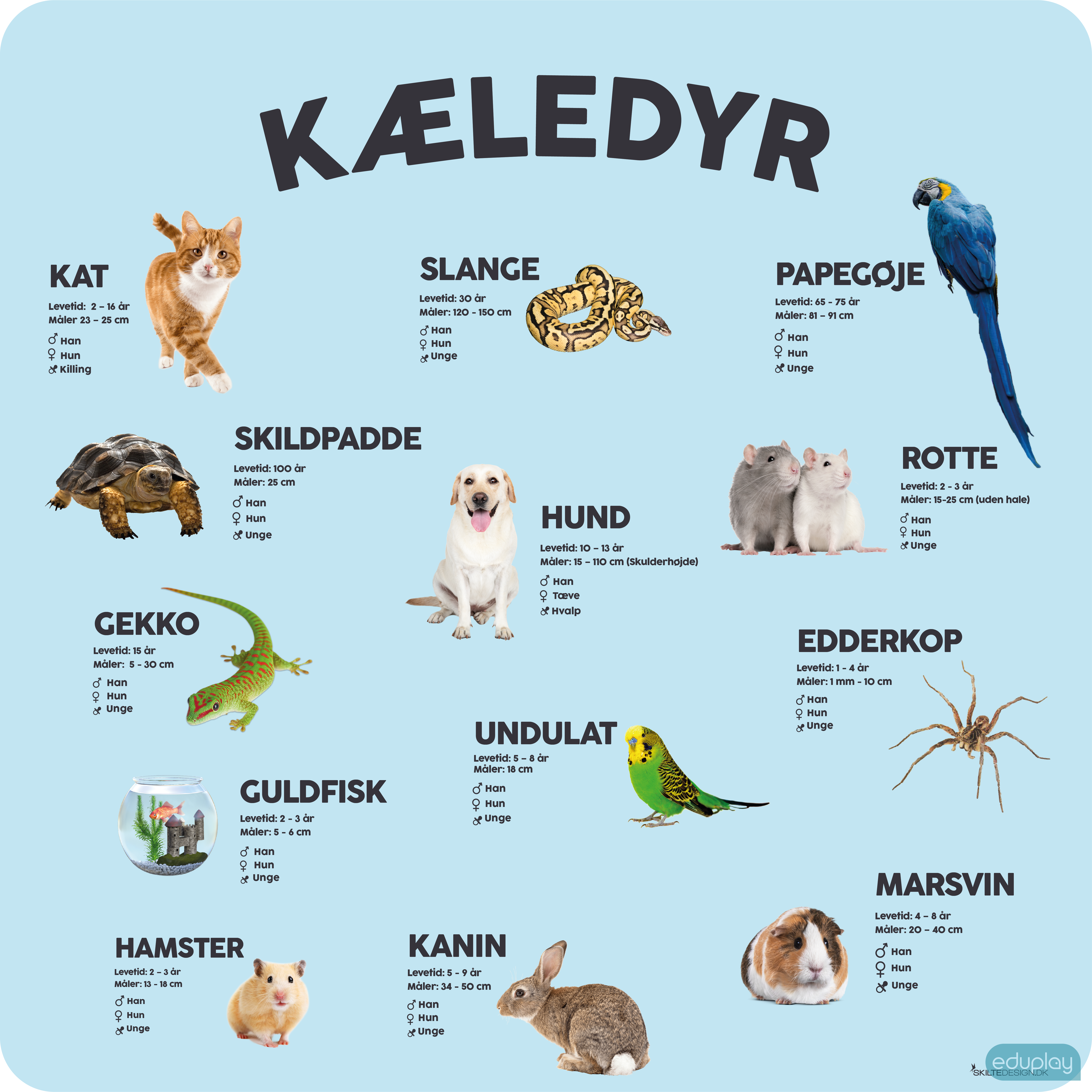 Kledyr