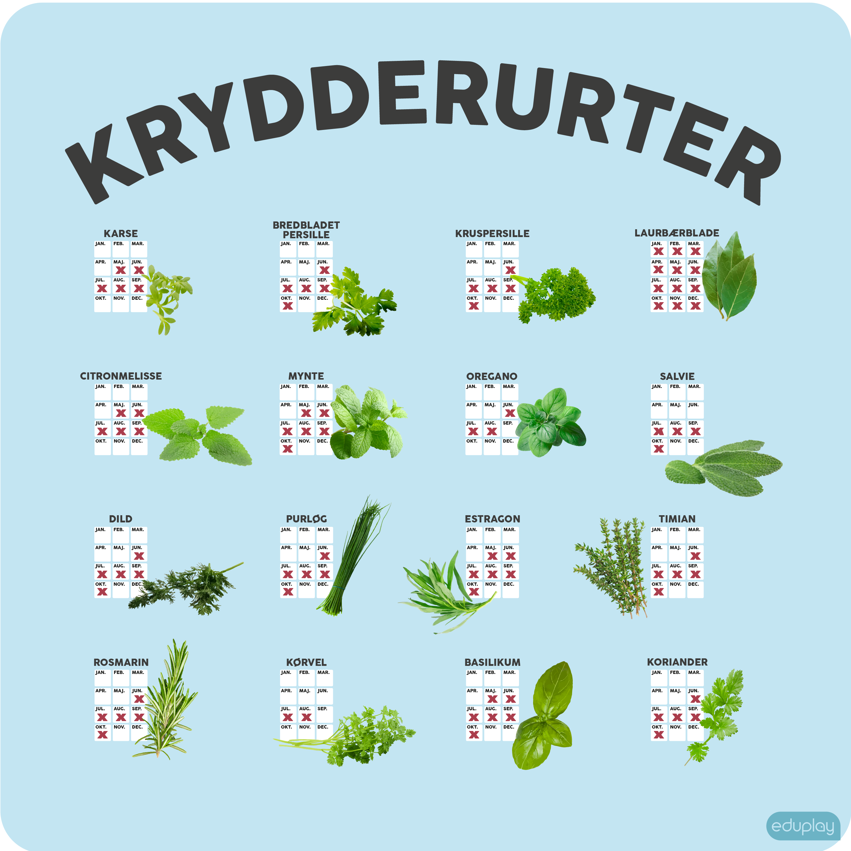 Krydderurter