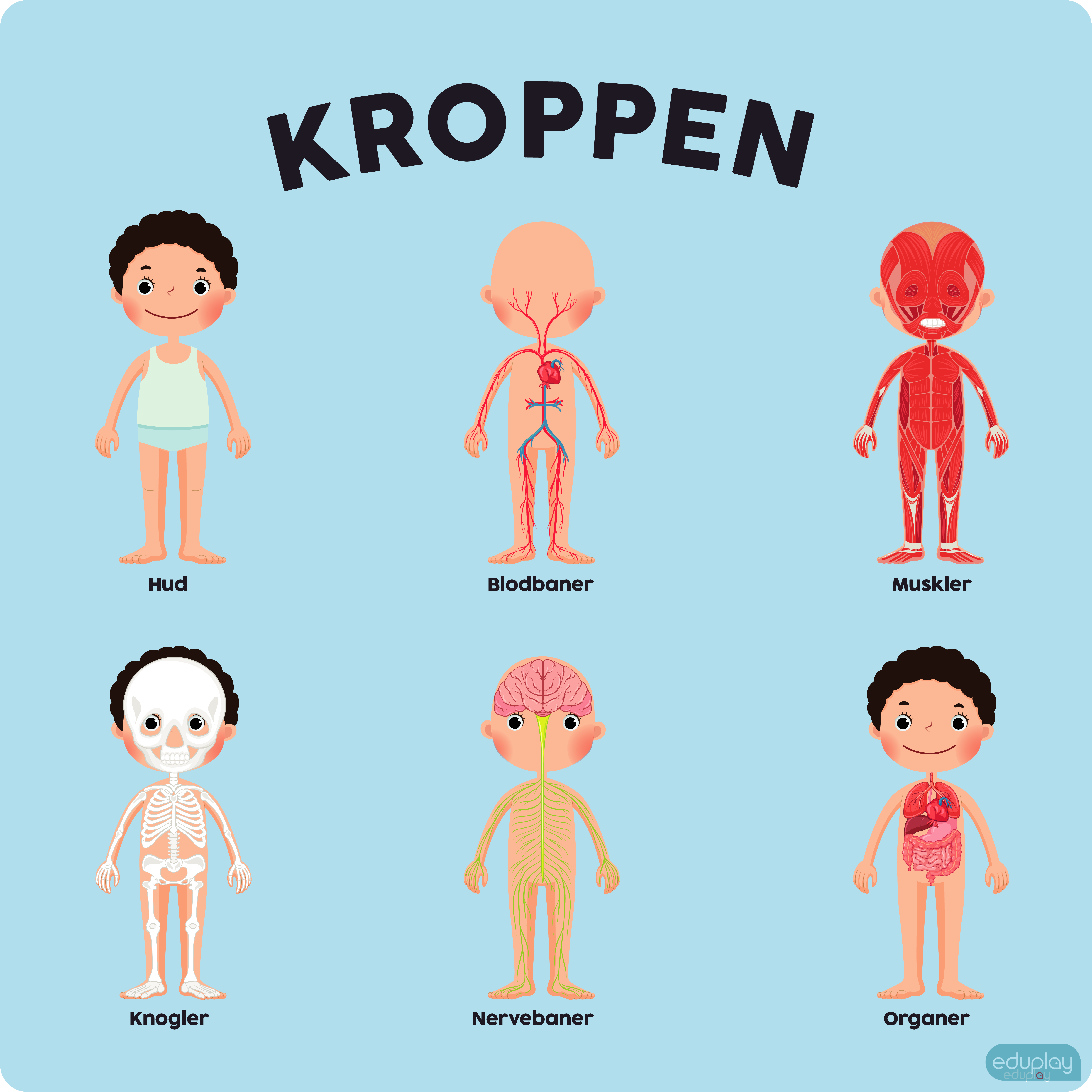Anatomi - Kroppen
