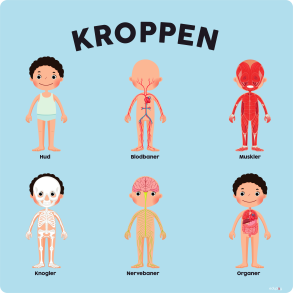 Anatomi - Kroppen