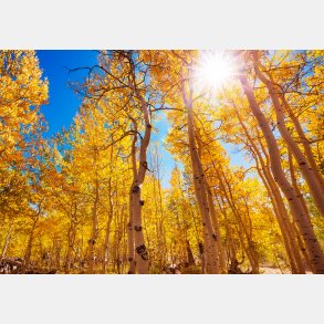 Efterrs skov - vgfolie