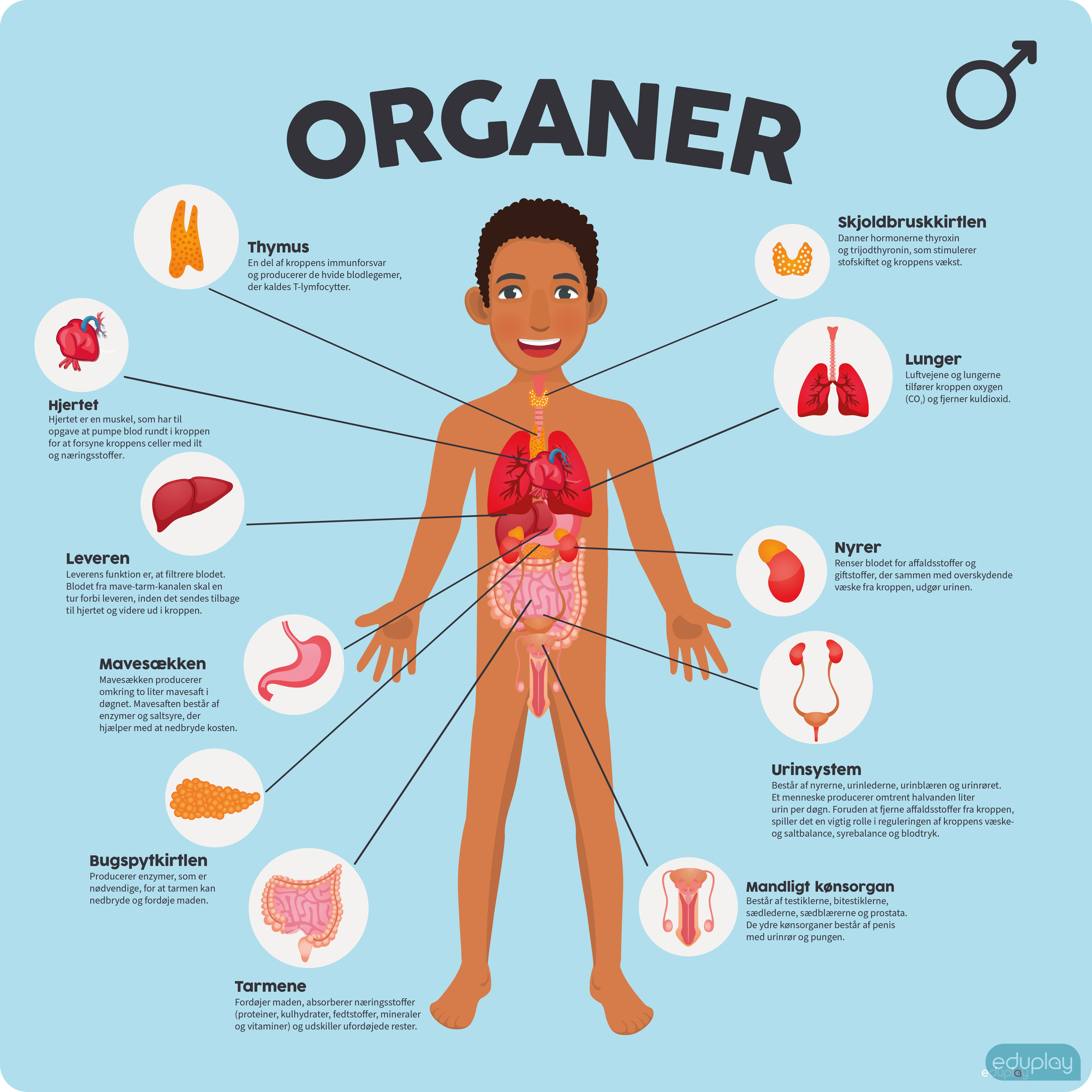 Organer - Mand