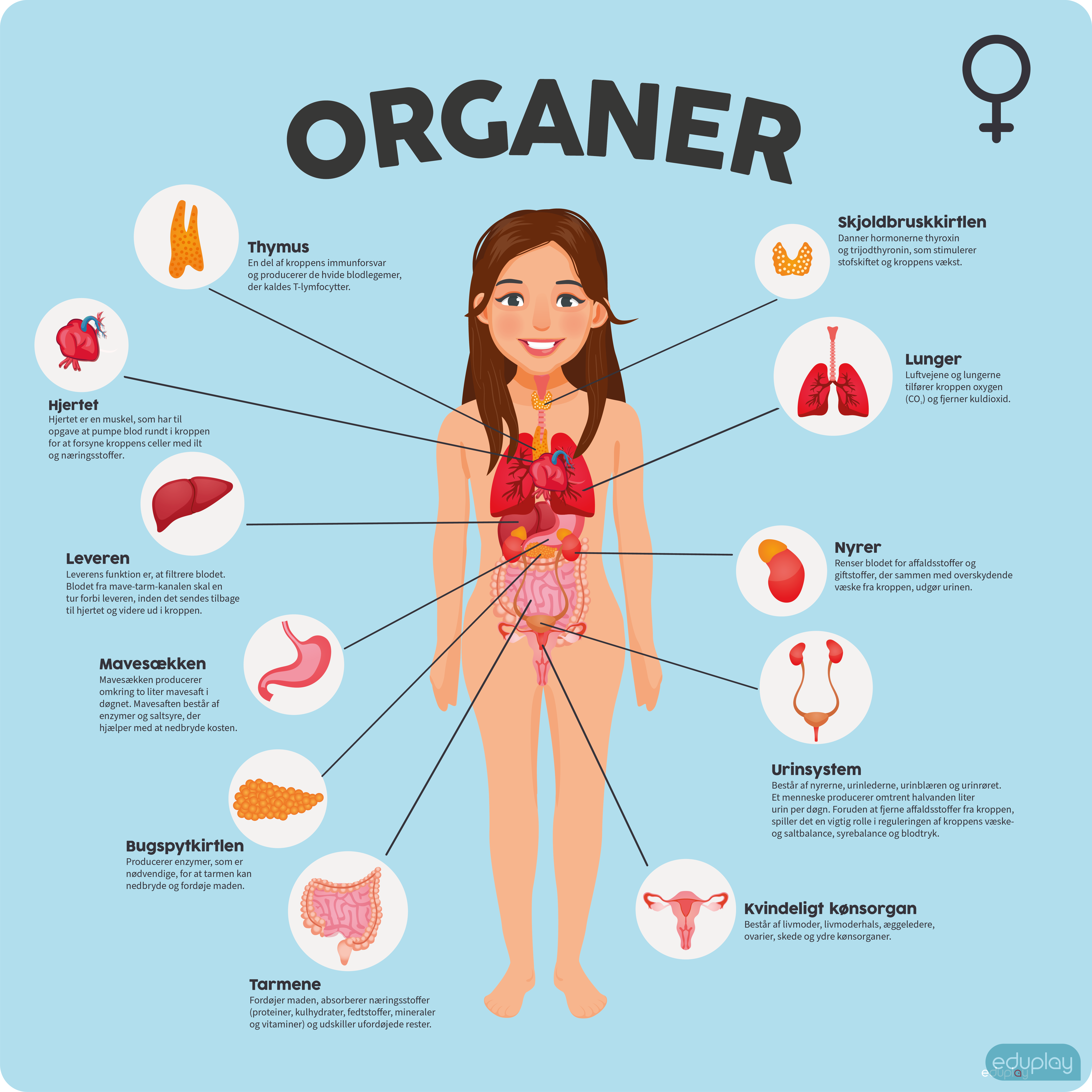 Organer - Kvinde