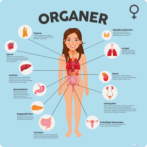 Organer - Kvinde