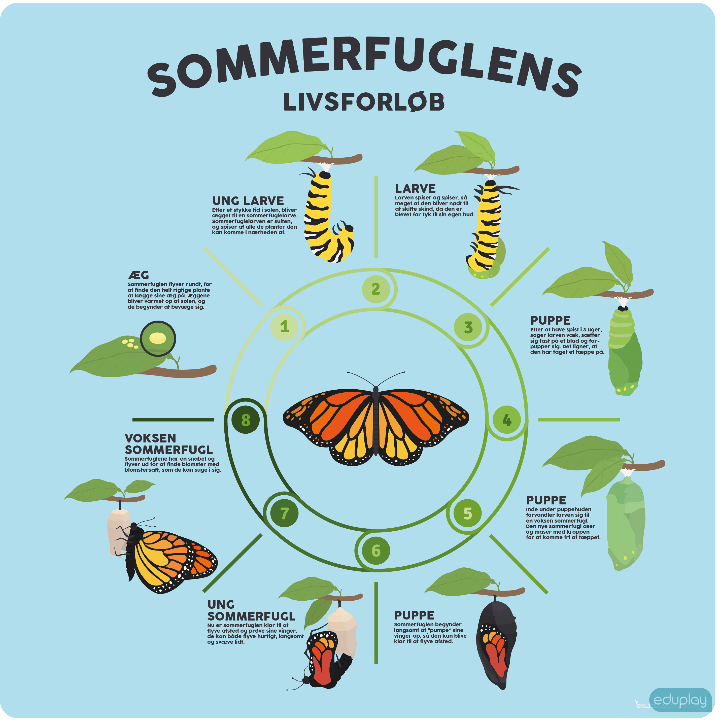 Sommerfuglens livsforlb