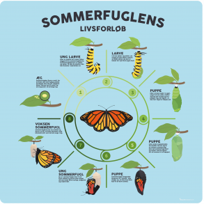 Sommerfuglens livsforlb