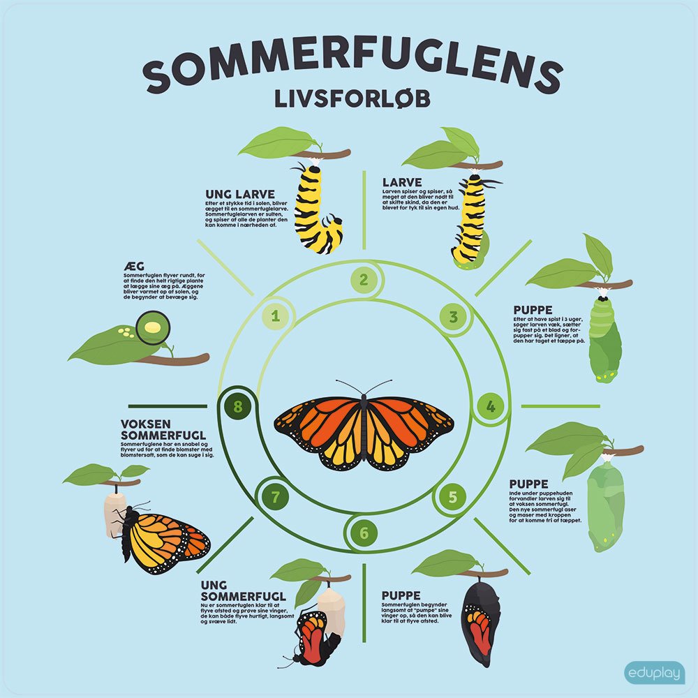 Sommerfuglens livsforlb