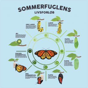 Sommerfuglens livsforlb