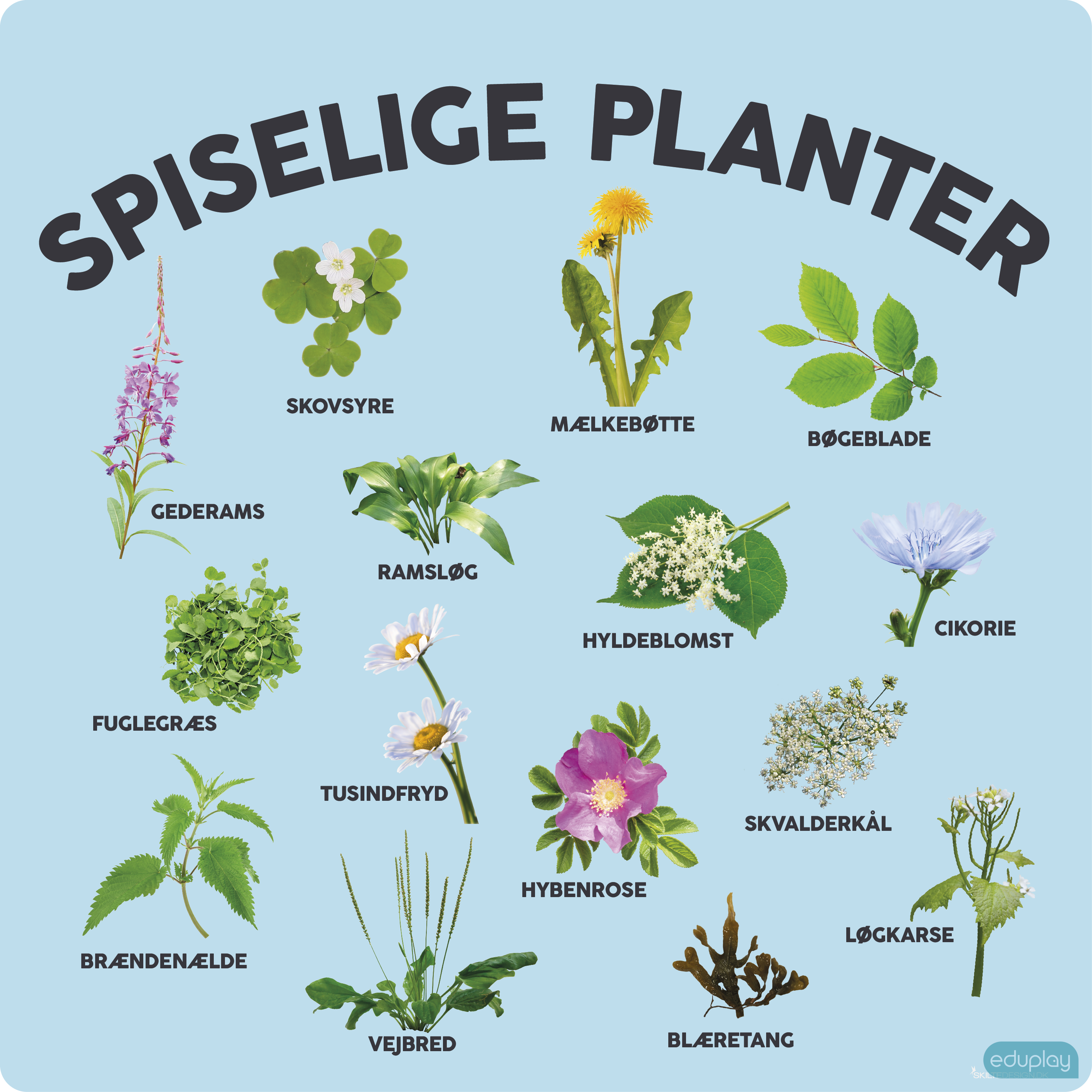 Spiselige planter