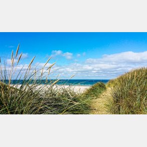 Strand med siv - vgfolie