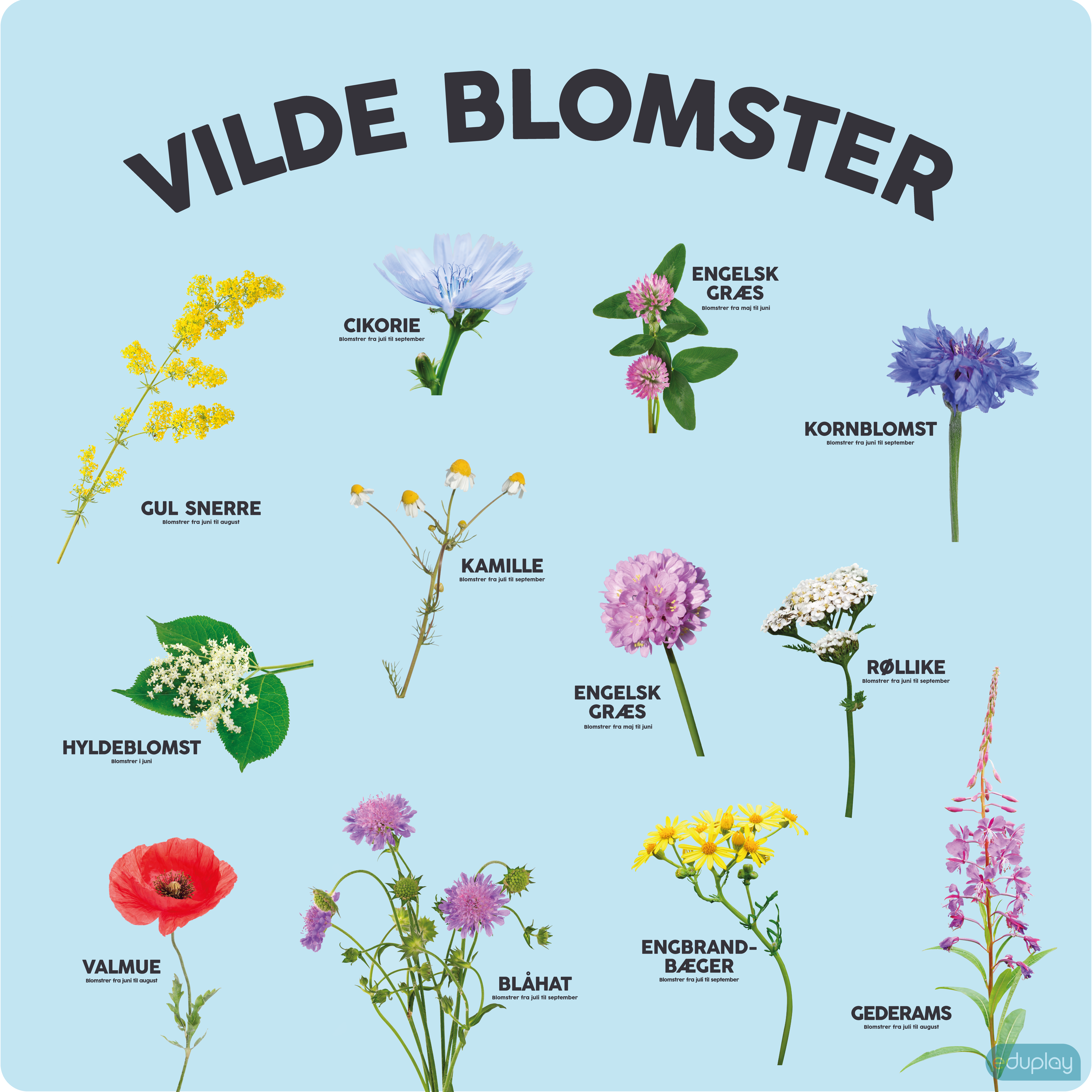 Vilde blomster i naturen