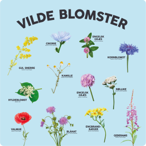 Vilde blomster i naturen