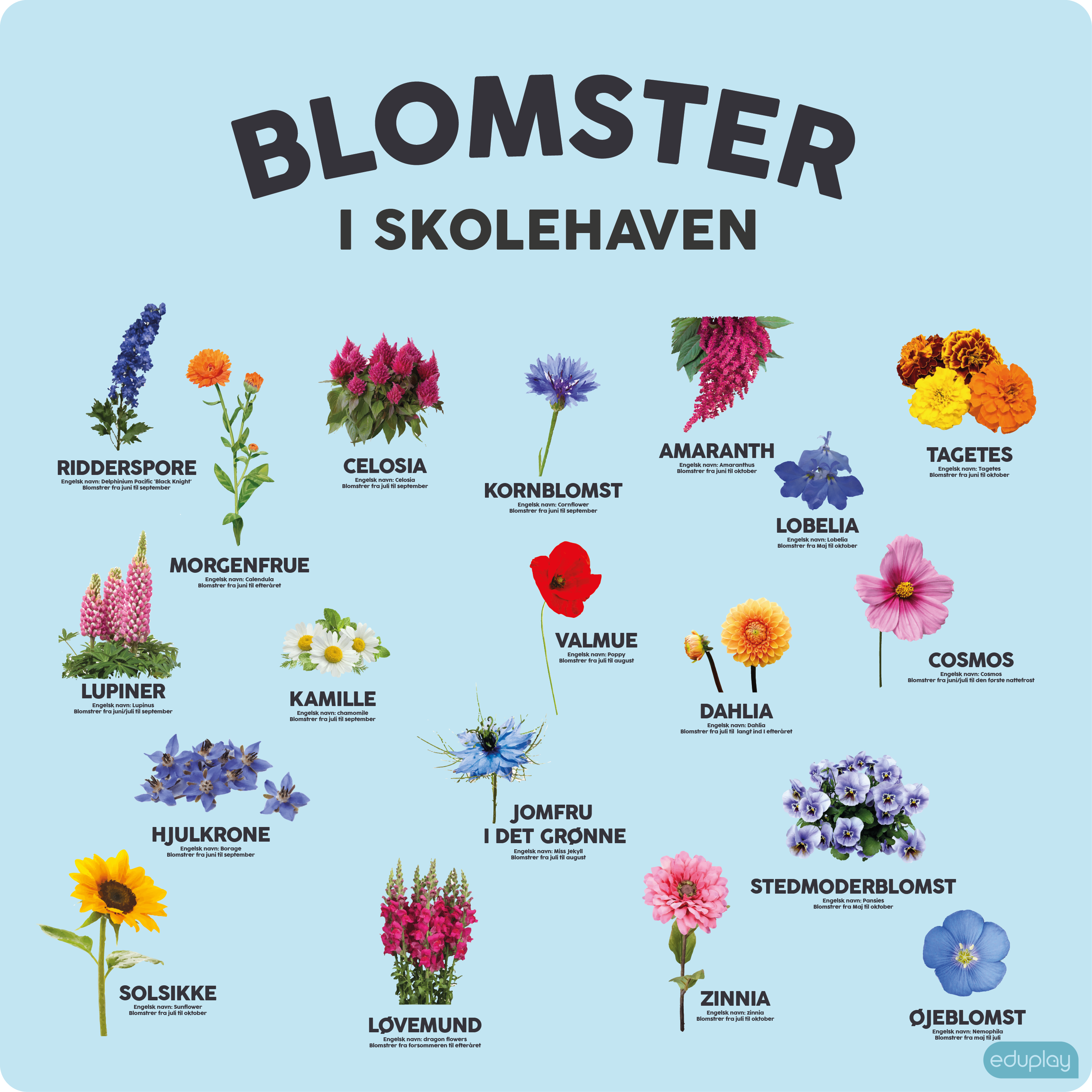 Blomster i skolehaven