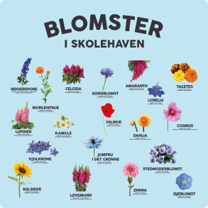 Blomster i skolehaven