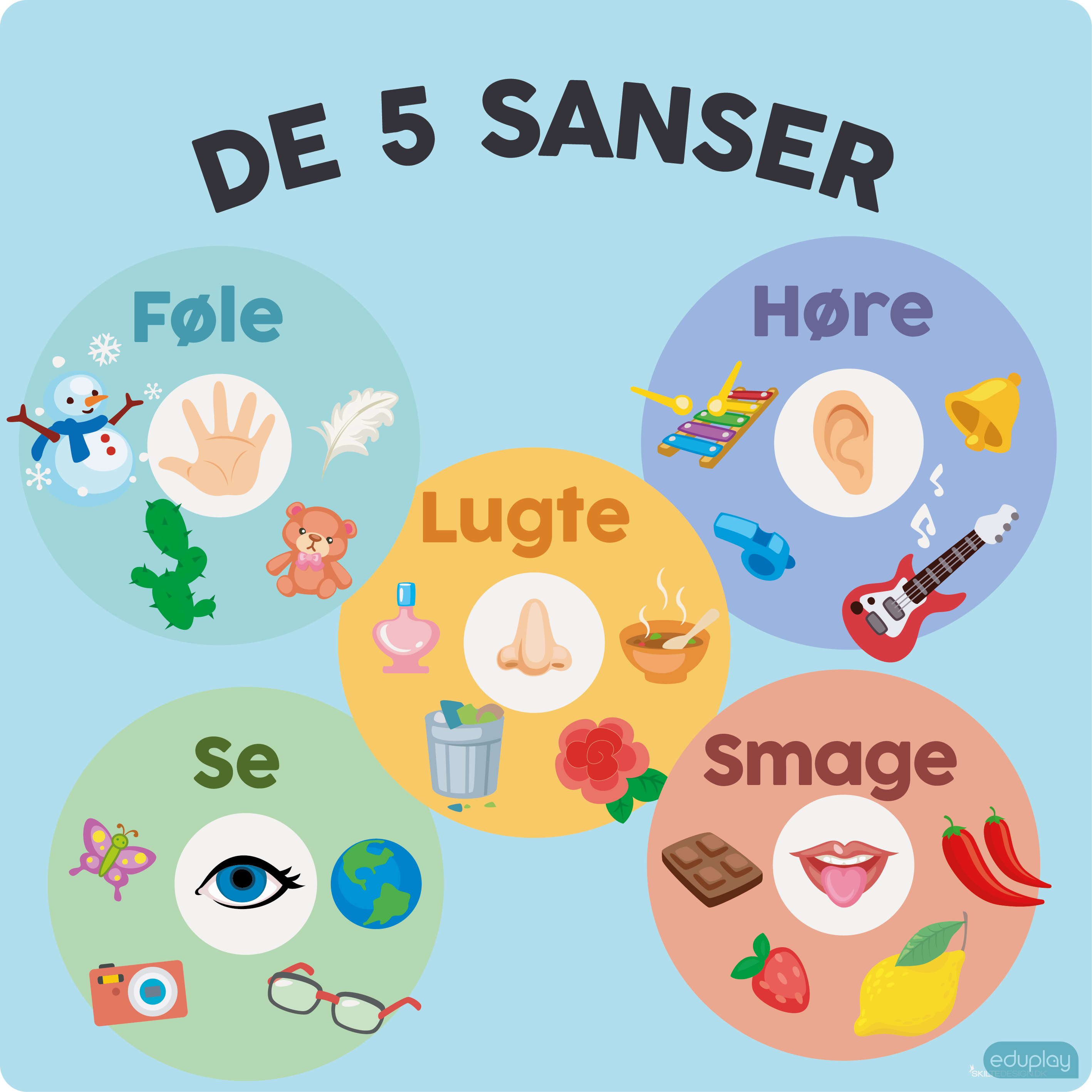 5 sanser