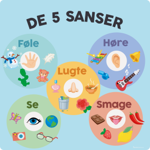5 sanser