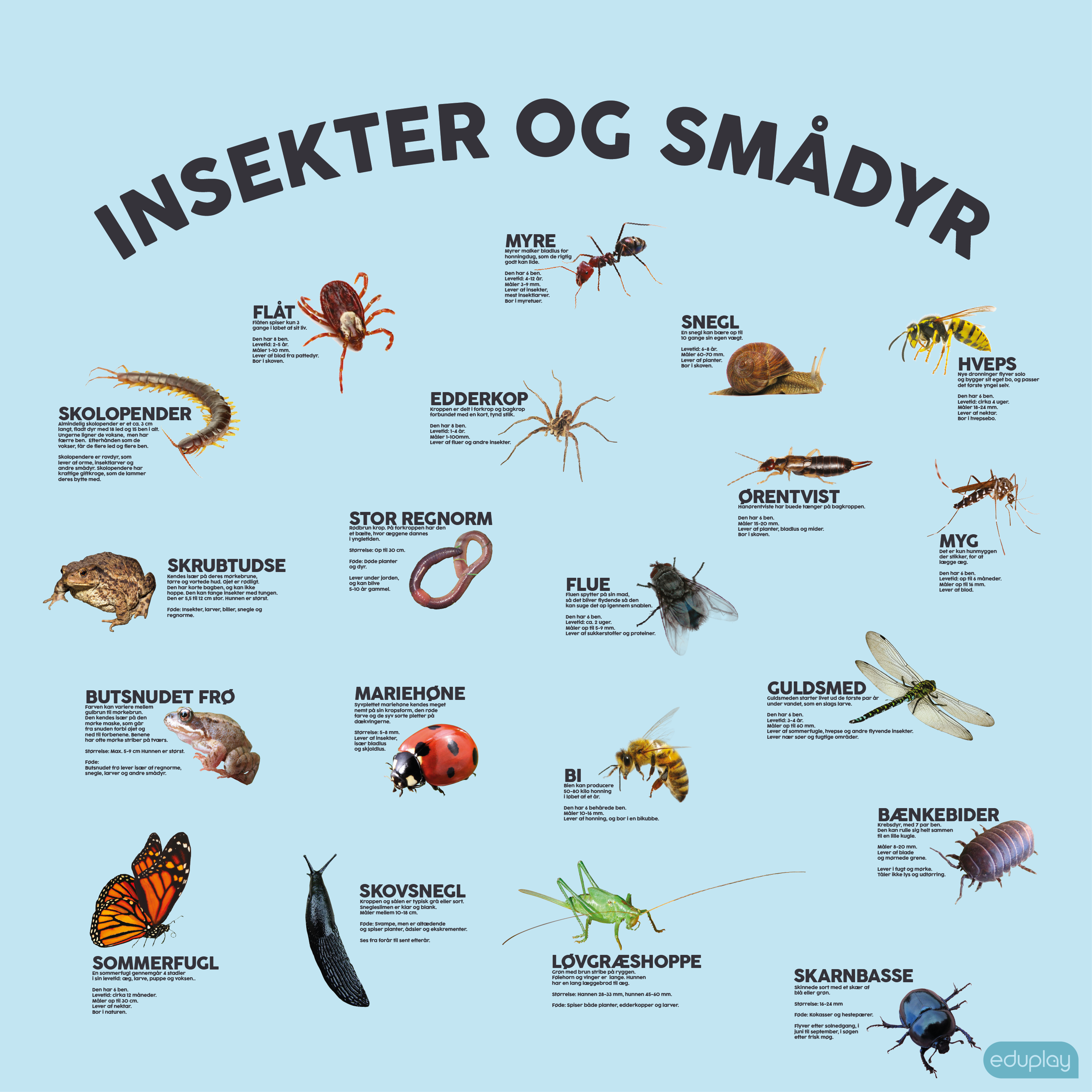 Insekter og smdyr