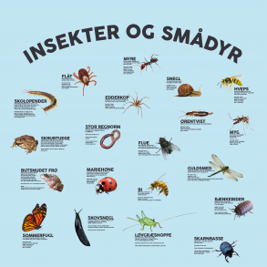 Insekter og smdyr