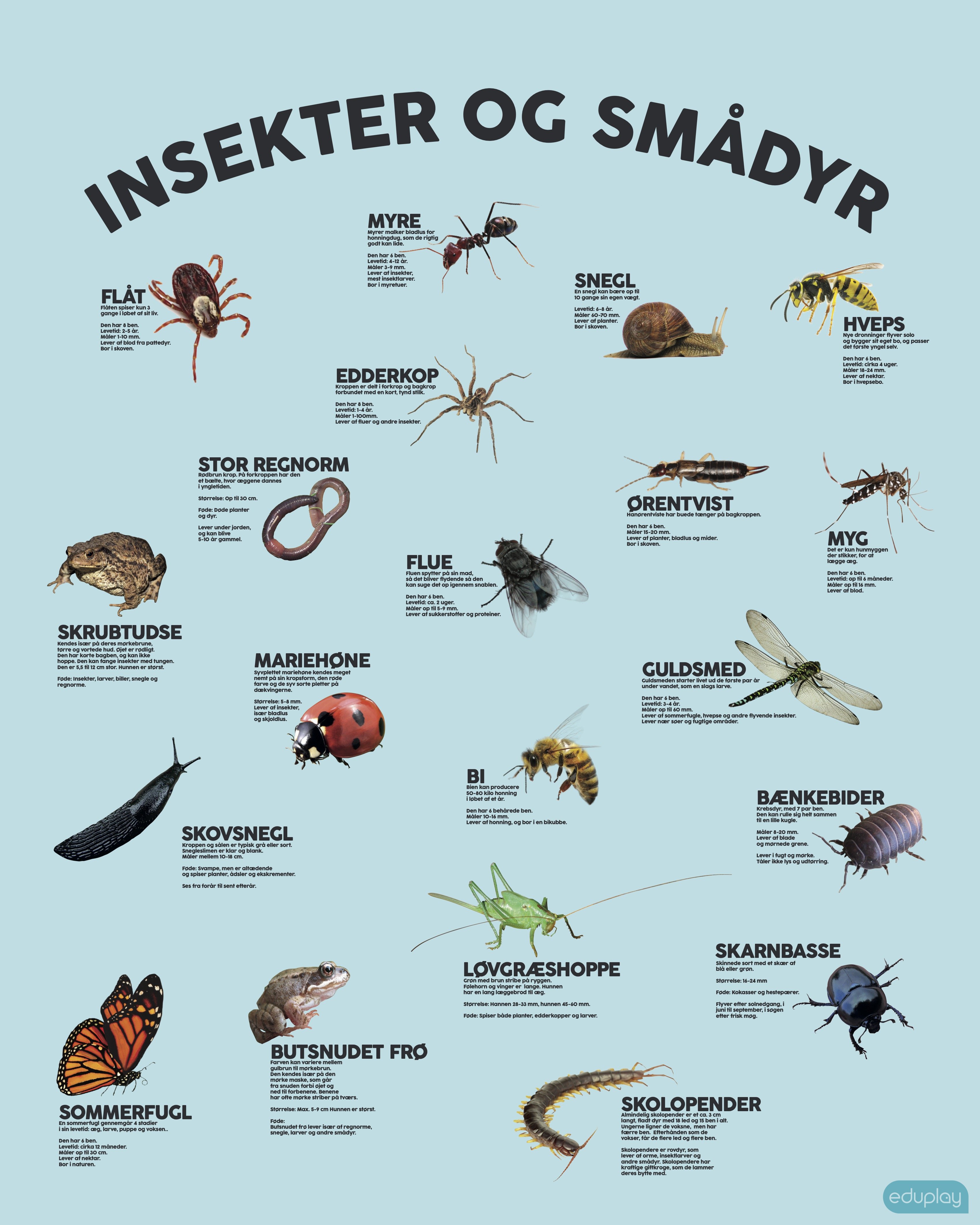 Stj dmpende skrmvg med insekter og smdyr (H150xB120 cm)