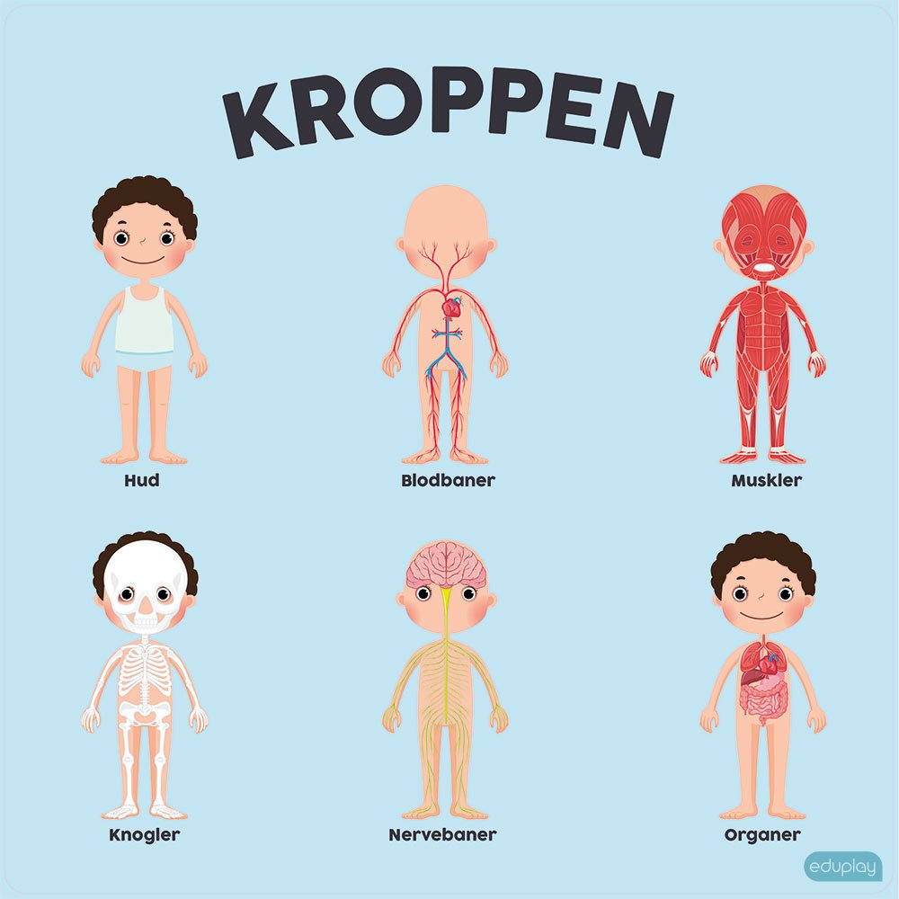 Kroppen