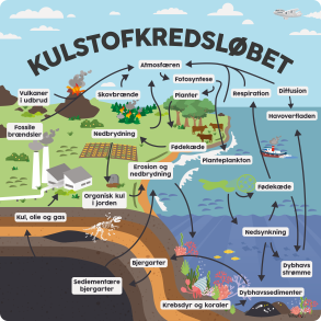 Kulstofkredslbet