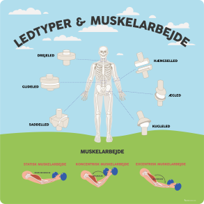 Ledtyper & muskelarbejde