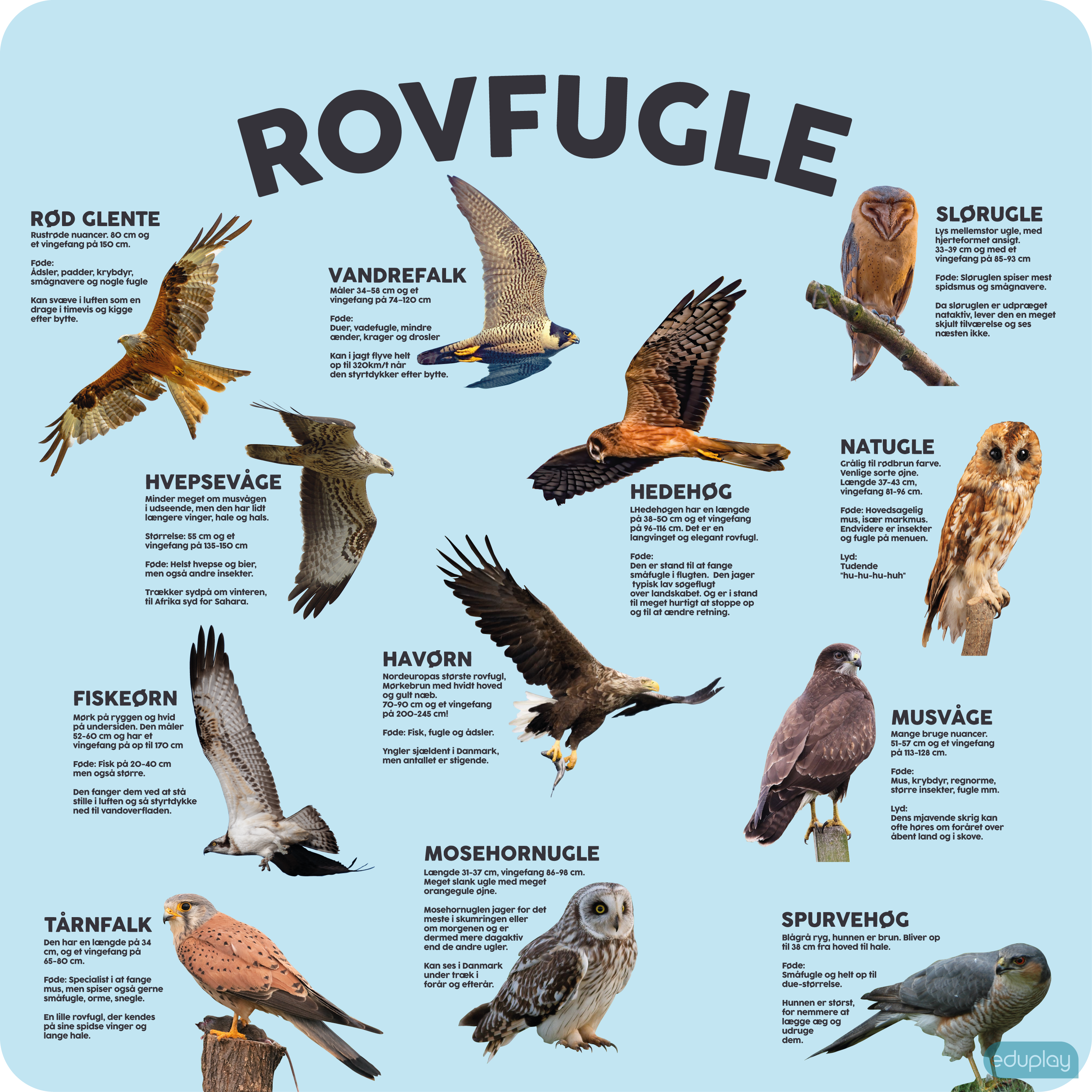 Rovfugle