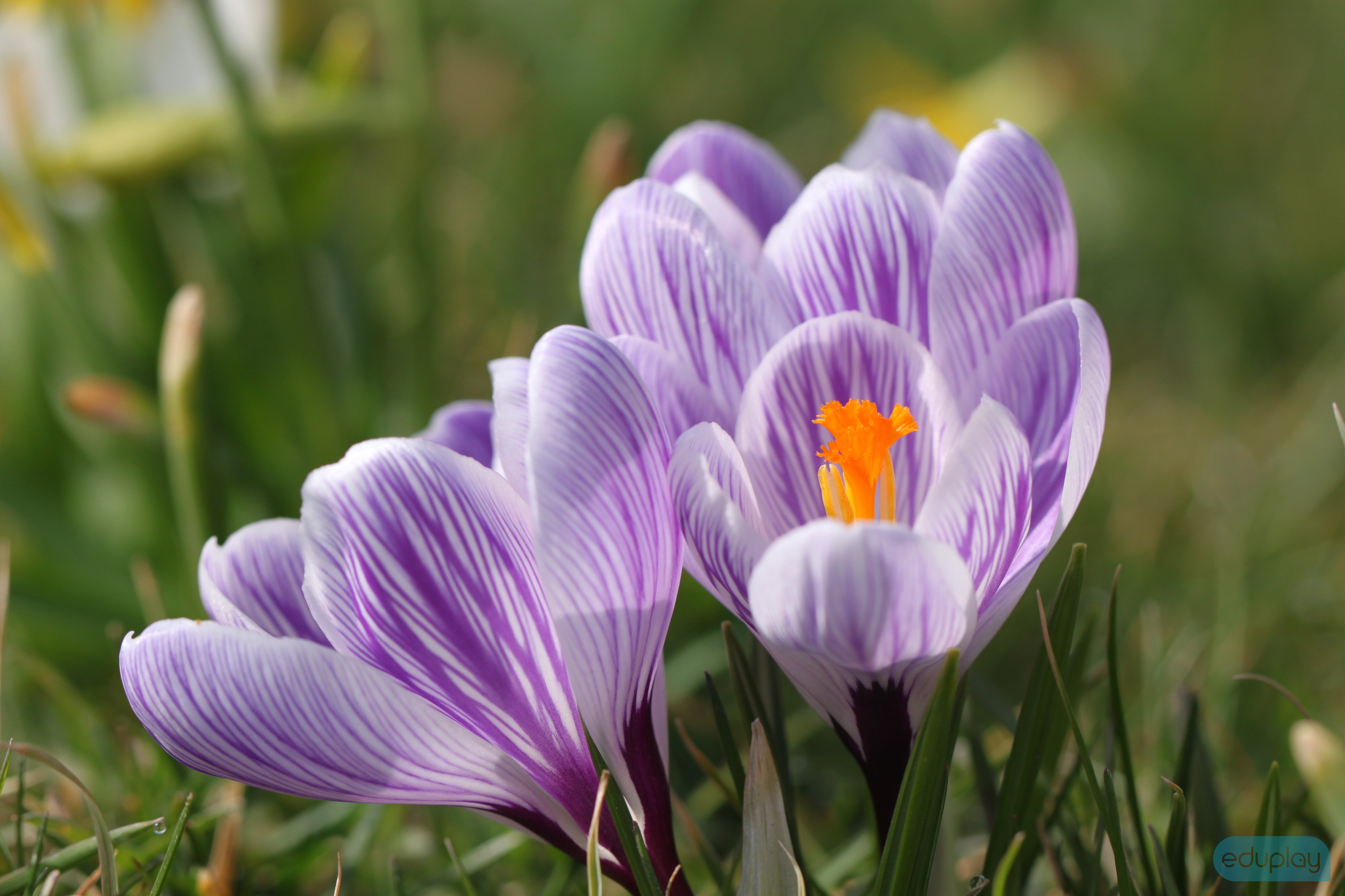 Anemoner - vgfolie