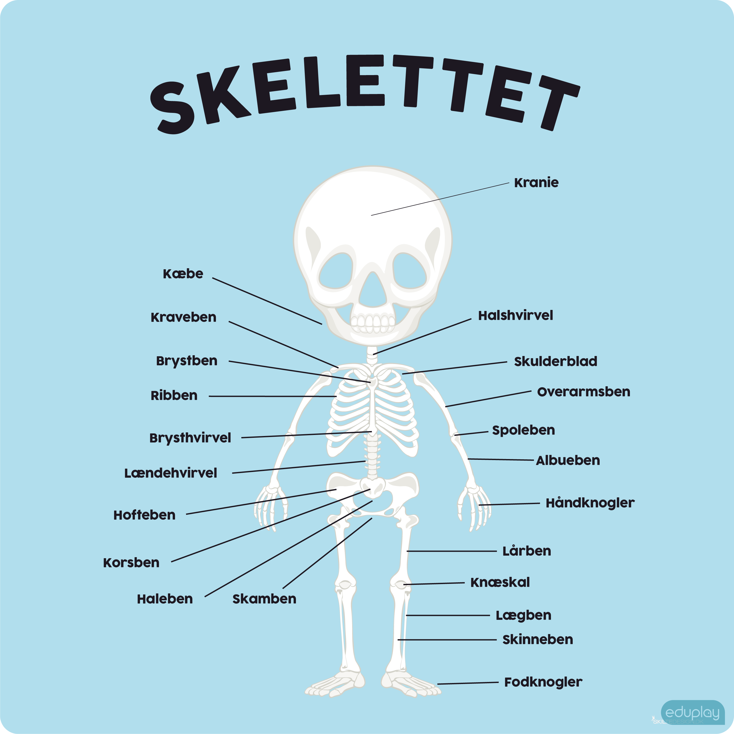 Anatomi - Skelettet