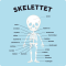 Anatomi - Skelettet