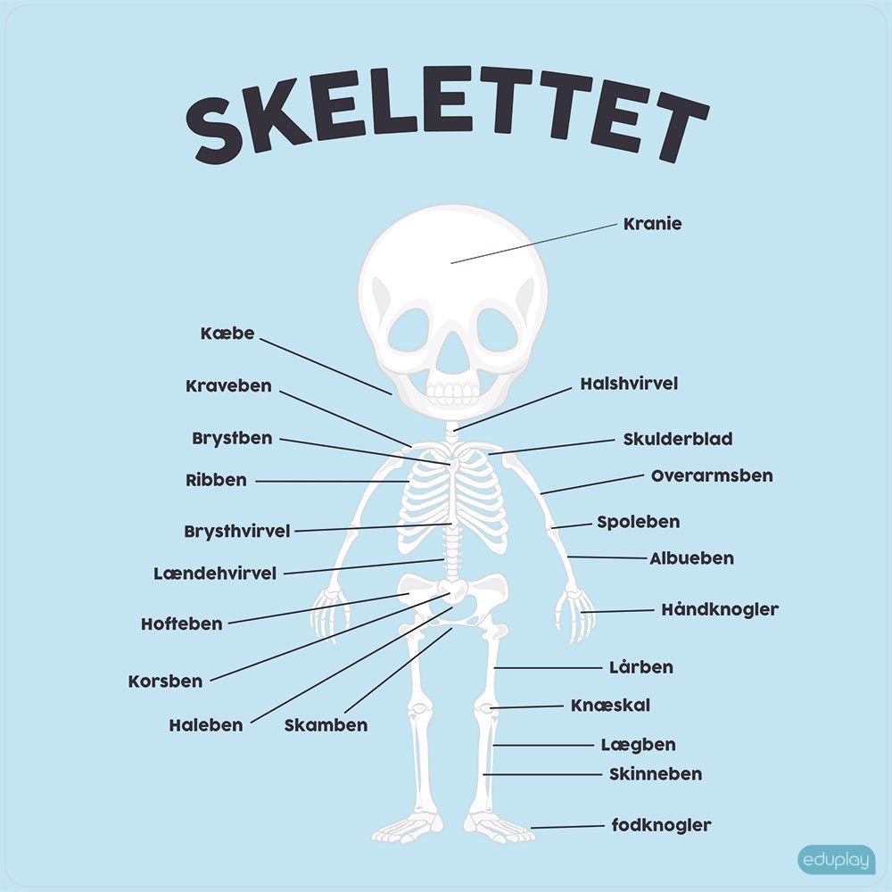 Skelettet