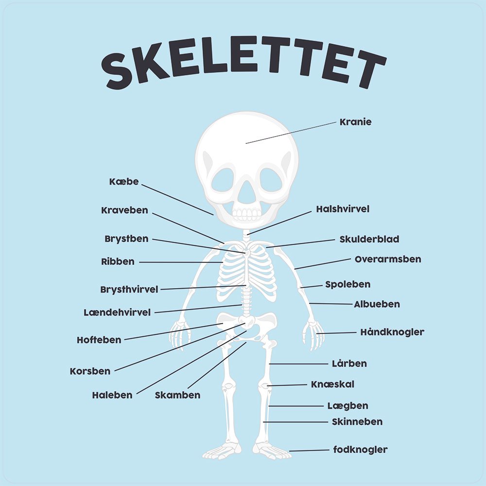 Skelettet - Læringsmåtter - Eduplay