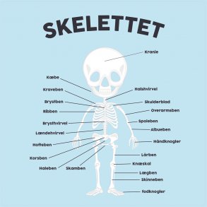 Skelettet