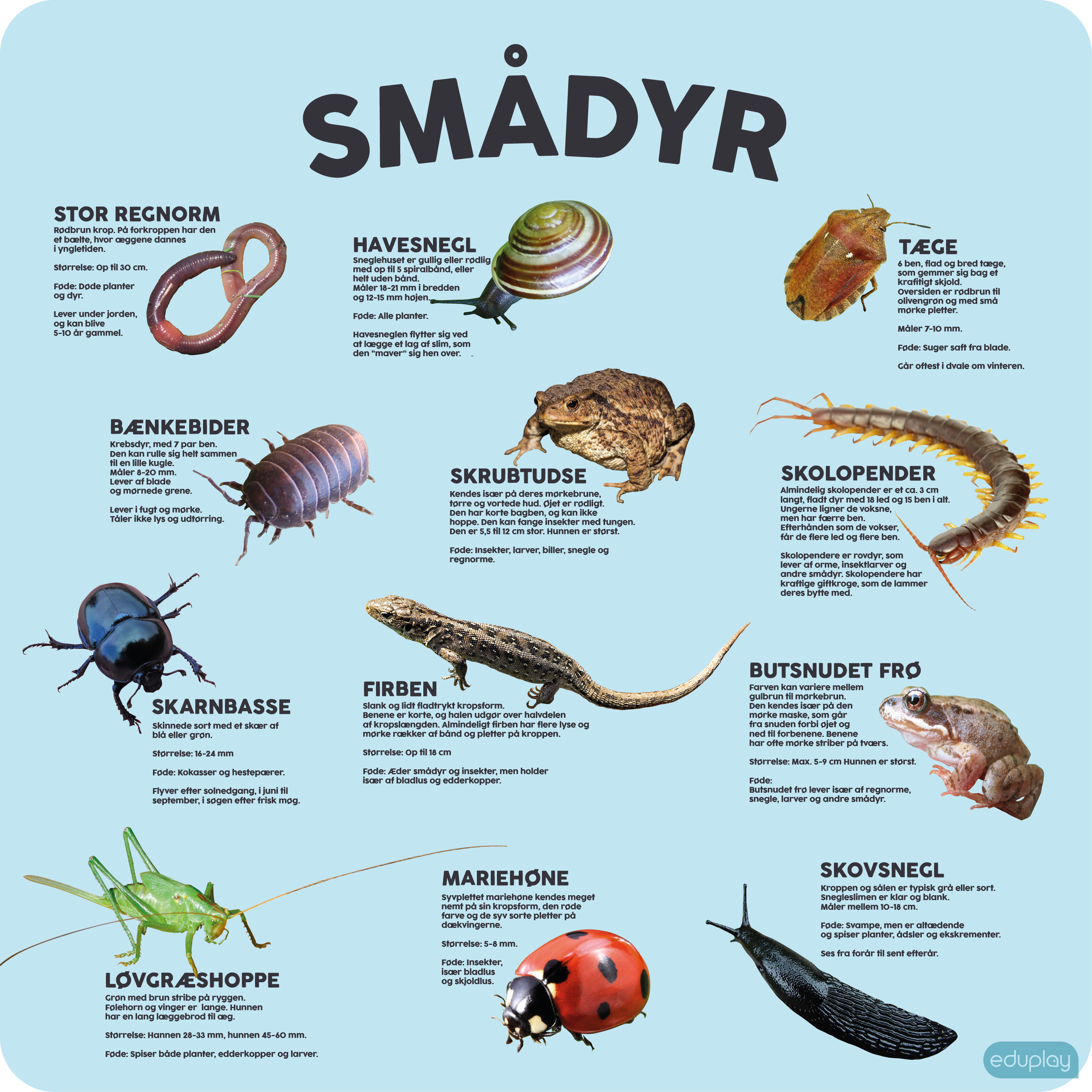 Smdyr